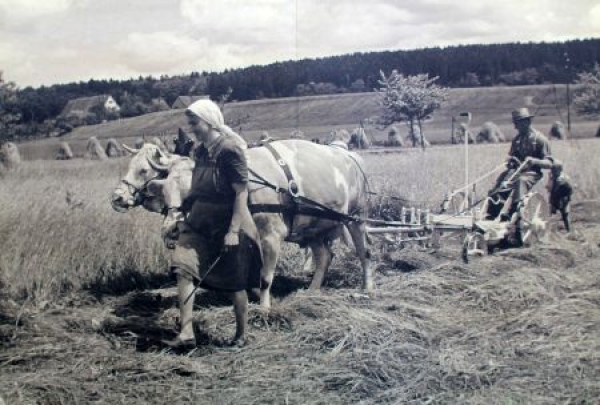 Metzler "Die große Bautz Chronik" Tractor-History 2004 (9472)